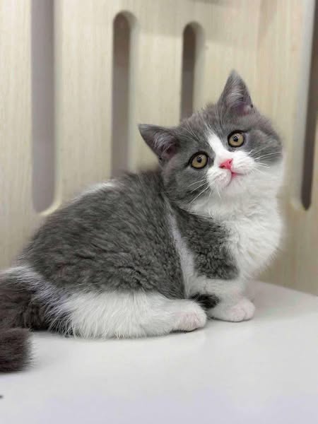Munchkin