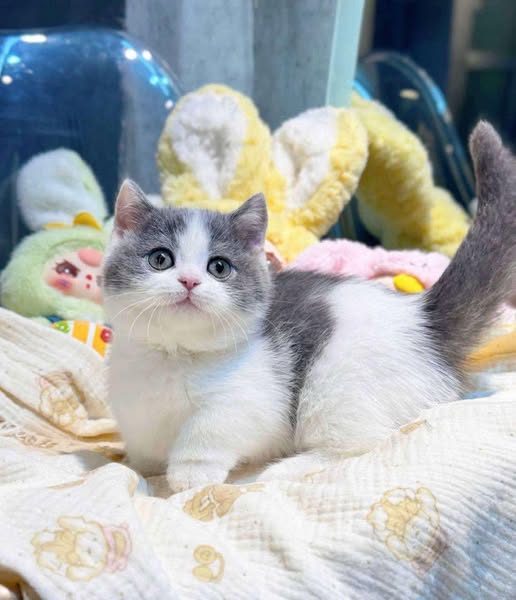 Munchkin