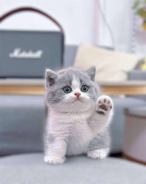 Munchkin