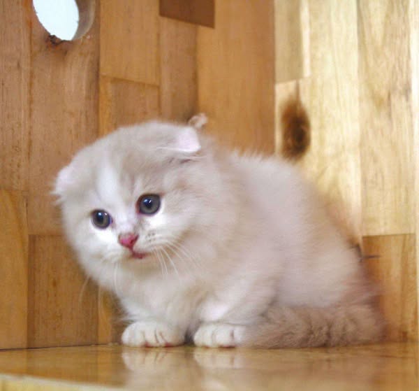 Munchkin Fold Longhair