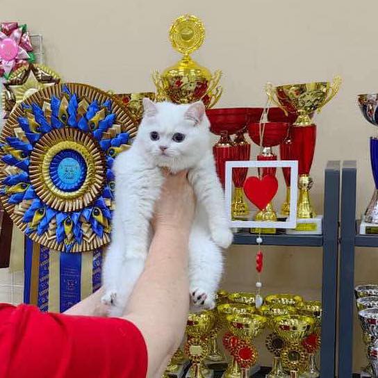 British Shorthair