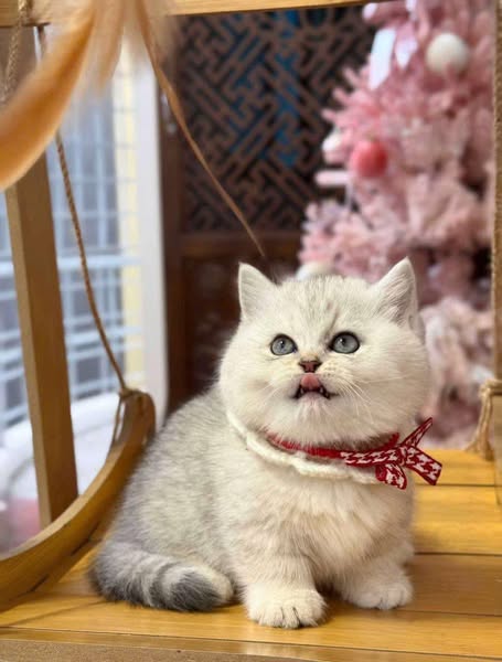 British Shorthair
