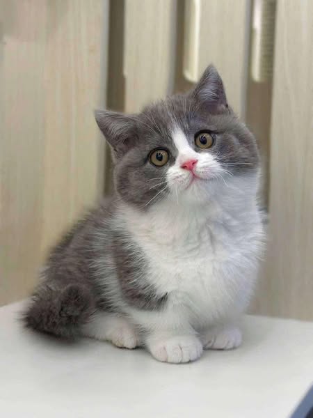 Munchkin