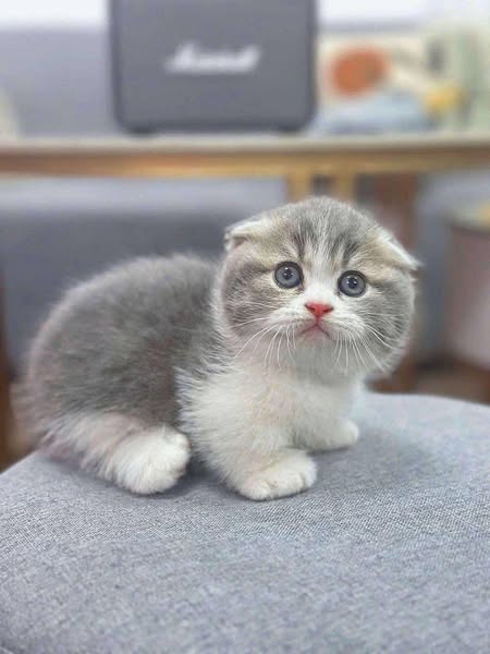 Munchkin Fold