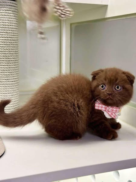 Scottish Fold