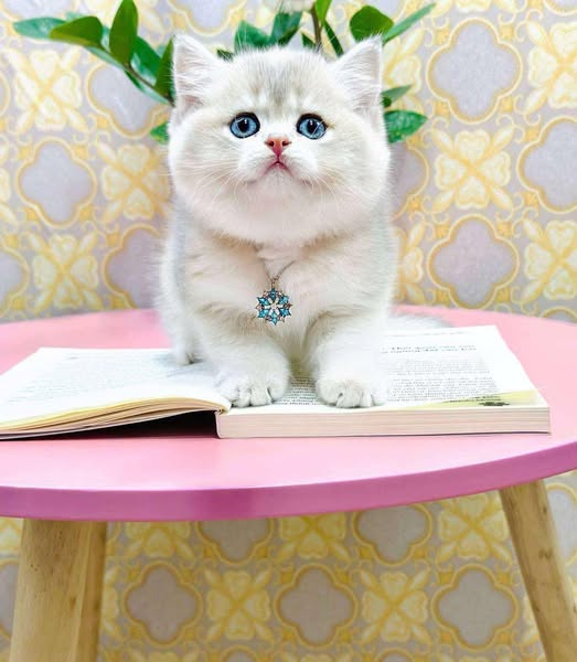 British Shorthair