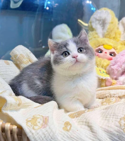 Munchkin