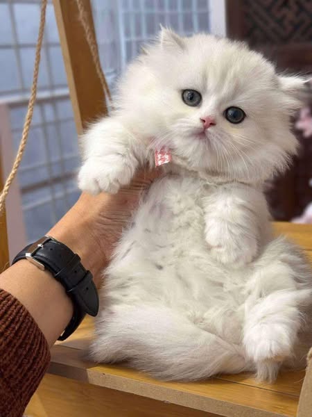Munchkin Longhair