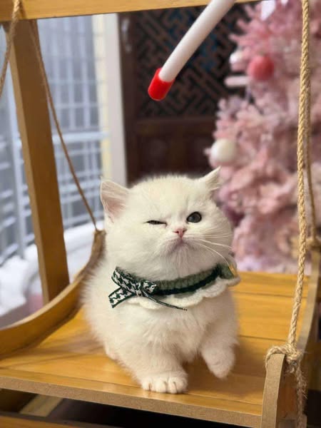 Munchkin