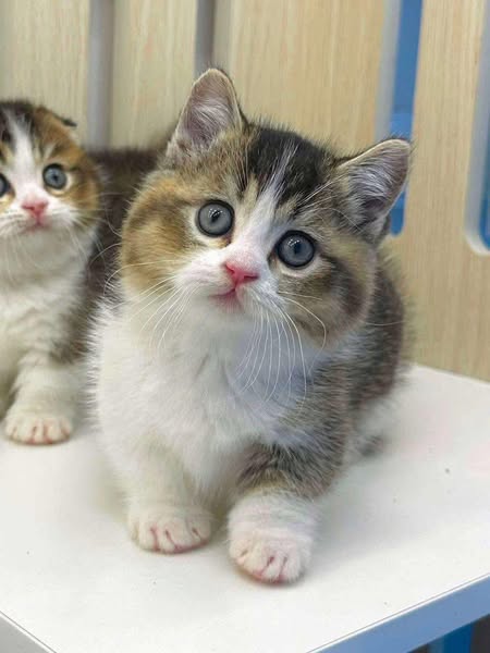 Munchkin