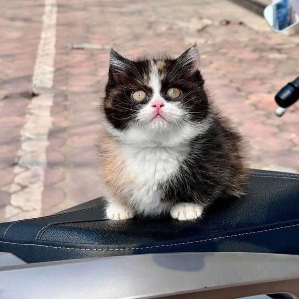 Munchkin