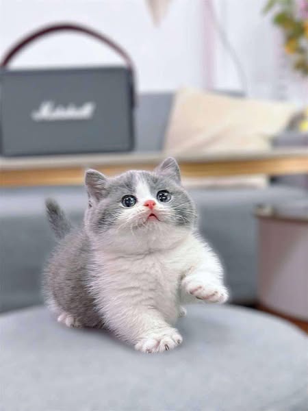 Munchkin