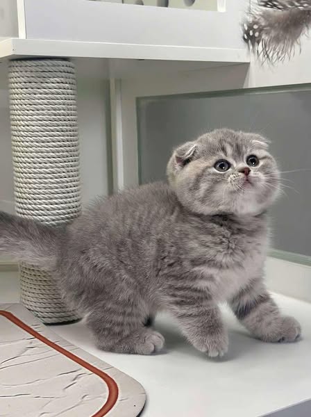 Scottish Fold