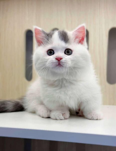 Munchkin