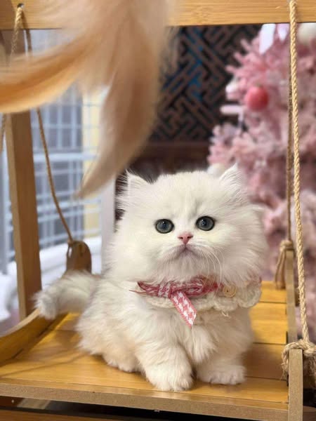 Munchkin Longhair