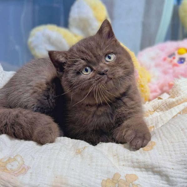 British Shorthair