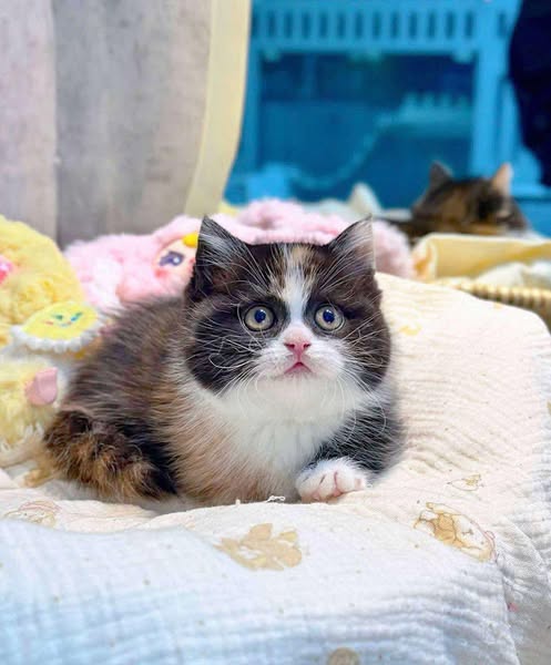 Munchkin