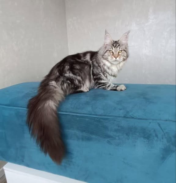 Maine Coon