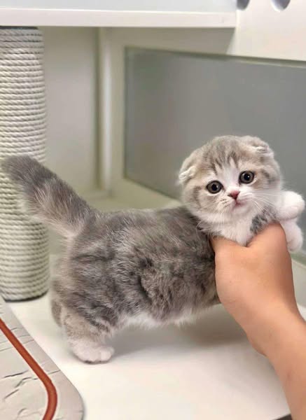 Munchkin Fold