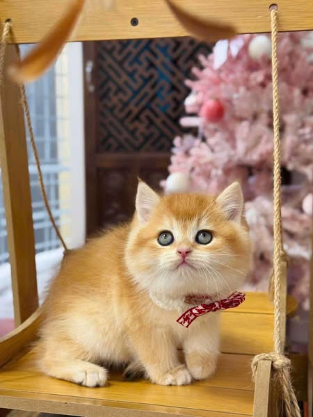 British Shorthair