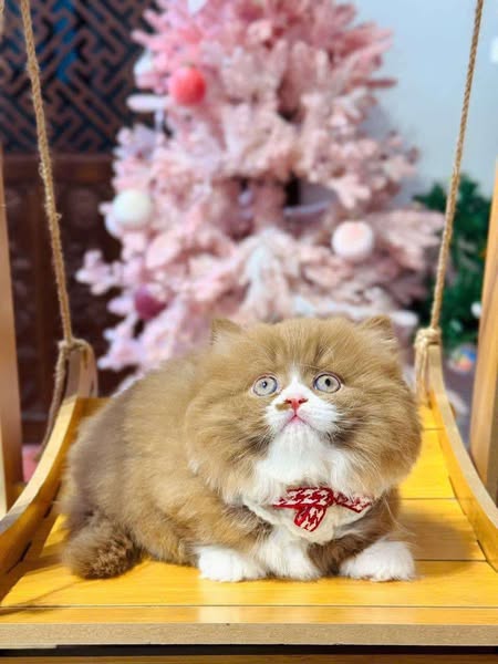 Munchkin Longhair