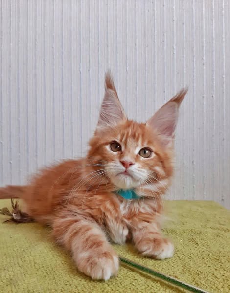 Maine Coon
