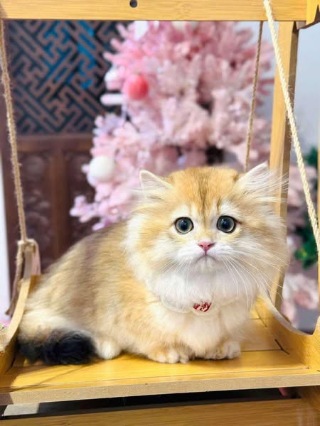 Munchkin Longhair