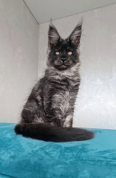 Maine Coon