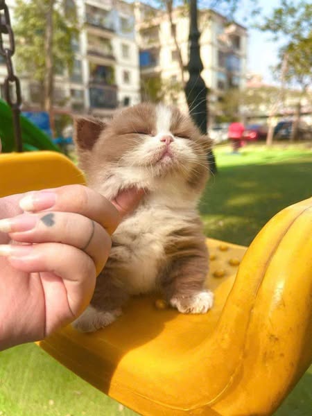 Munchkin