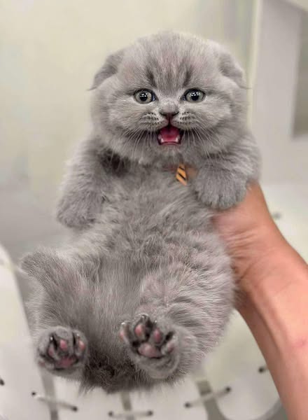 Munchkin Fold