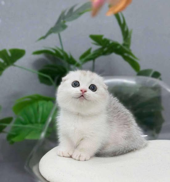 Munchkin Fold