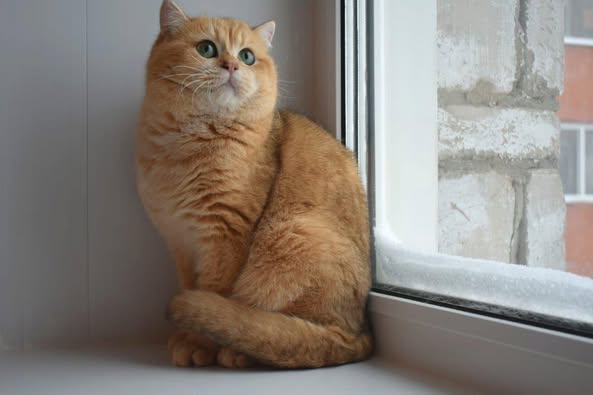 British Shorthair