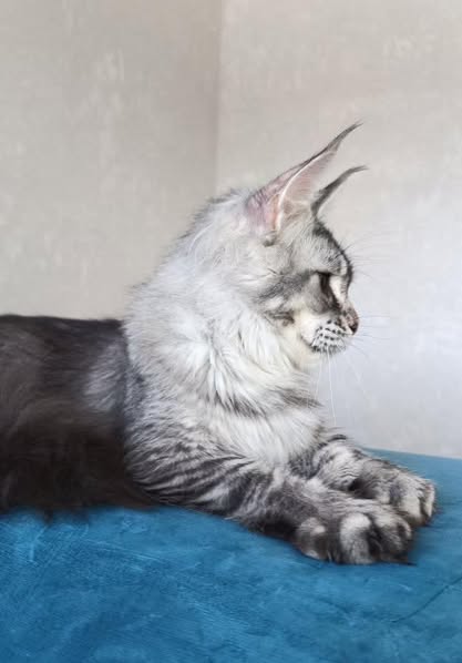 Maine Coon
