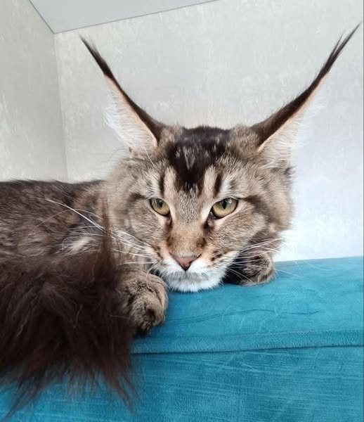 Maine Coon