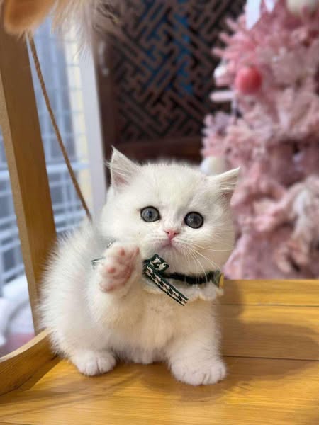 Munchkin