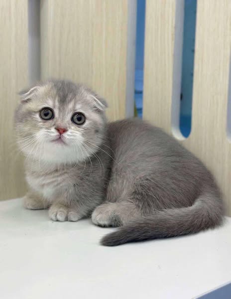 Munchkin Fold