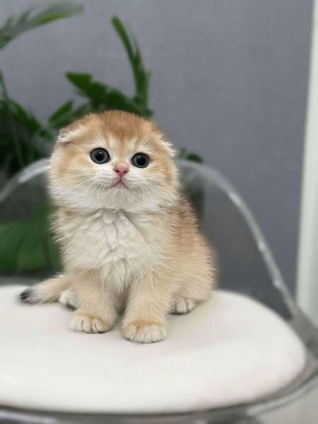Munchkin Fold
