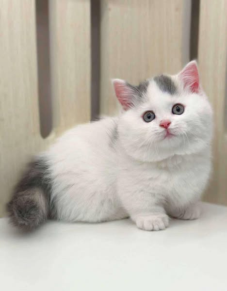 Munchkin