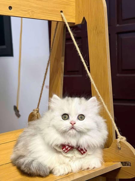 Munchkin Longhair