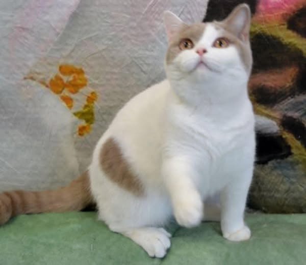 British Shorthair