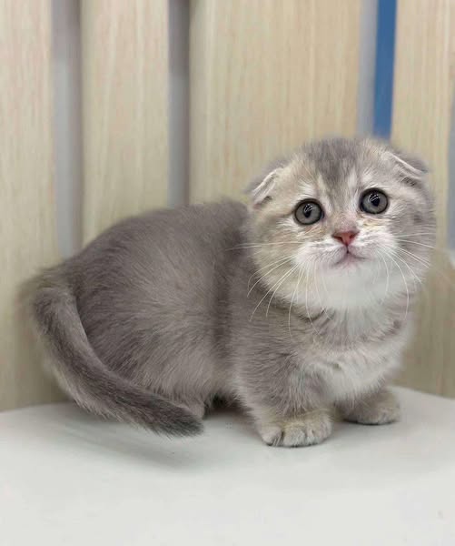 Munchkin Fold