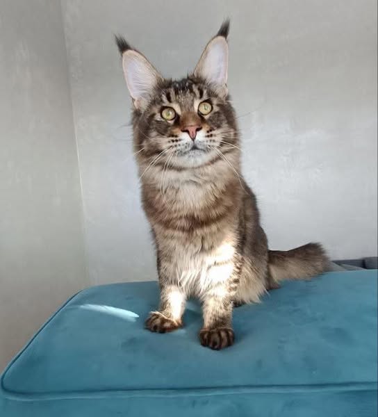Maine Coon