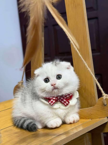 Munchkin Longhair