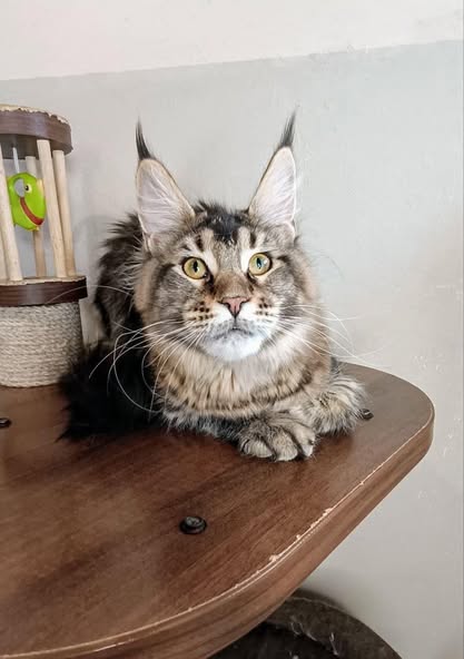 Maine Coon