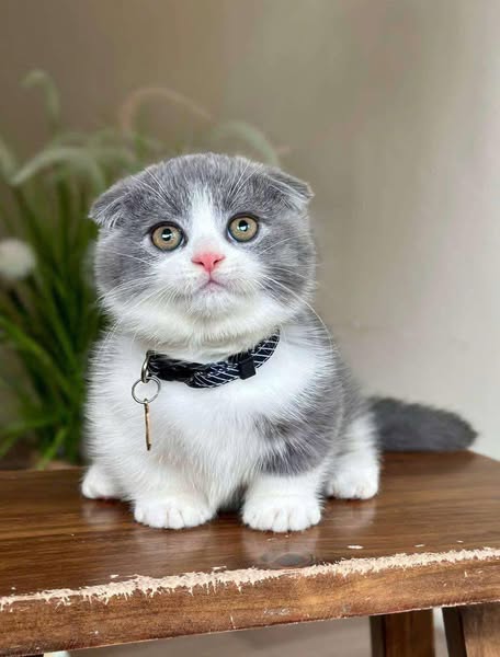 Munchkin Fold