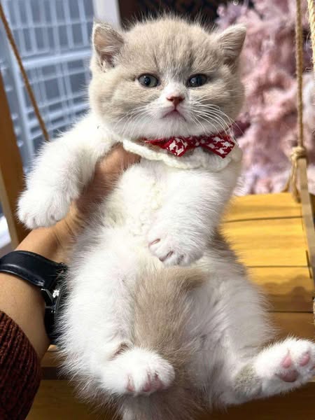 British Shorthair