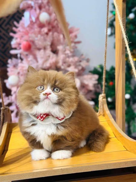 Munchkin Longhair