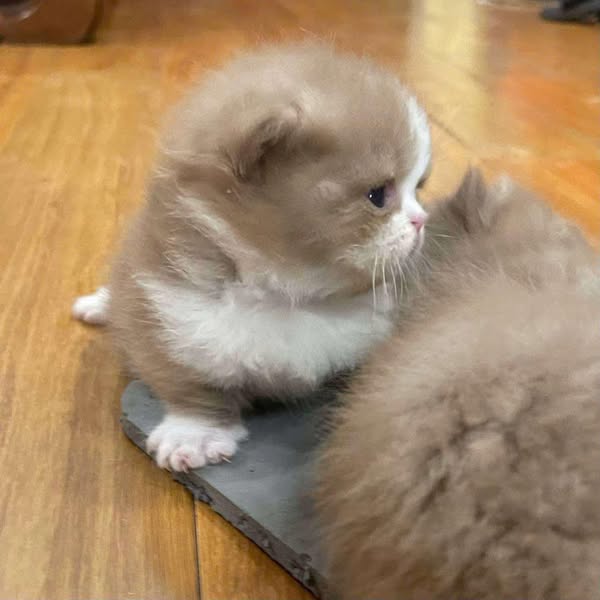 Munchkin