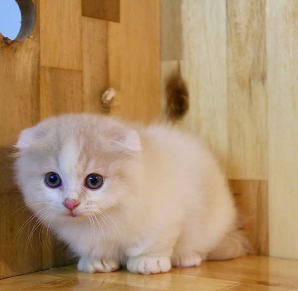 Munchkin Fold Longhair