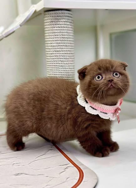 Scottish Fold